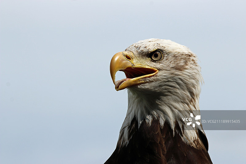 半成年美国秃鹰的头和肩膀图片素材