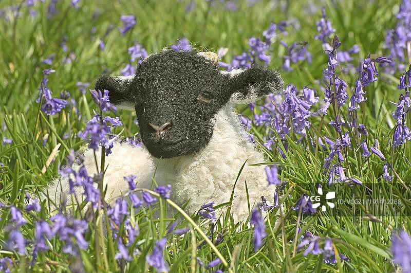 英国，兰开夏郡，邓索普桥，家养绵羊(羊)，斯瓦勒代尔羊，躺在蓝铃花中图片素材