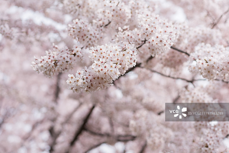 盛开的日本樱花图片素材