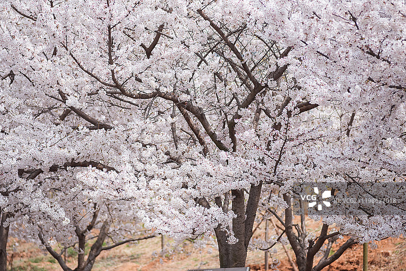 盛开的日本樱花图片素材