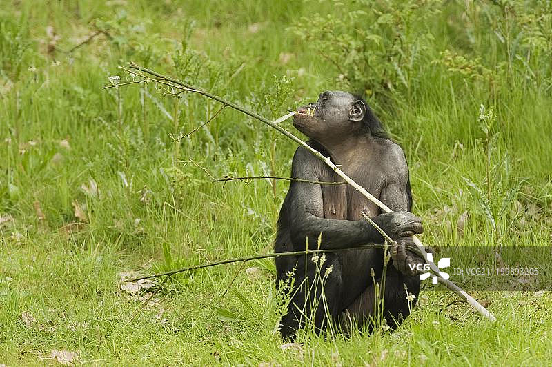 倭黑猩猩(Pan paniscus)，成年，正在进食，用嘴从柳枝上剥树皮，圈养图片素材