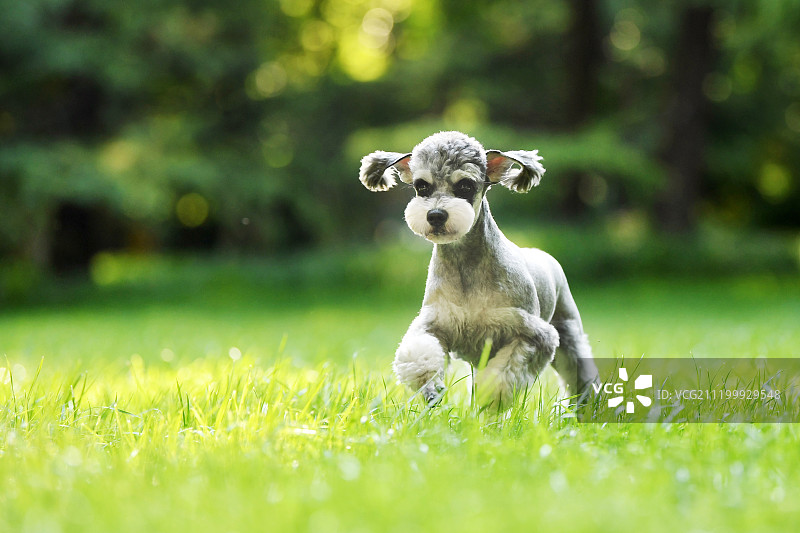 草地上的雪纳瑞犬图片素材