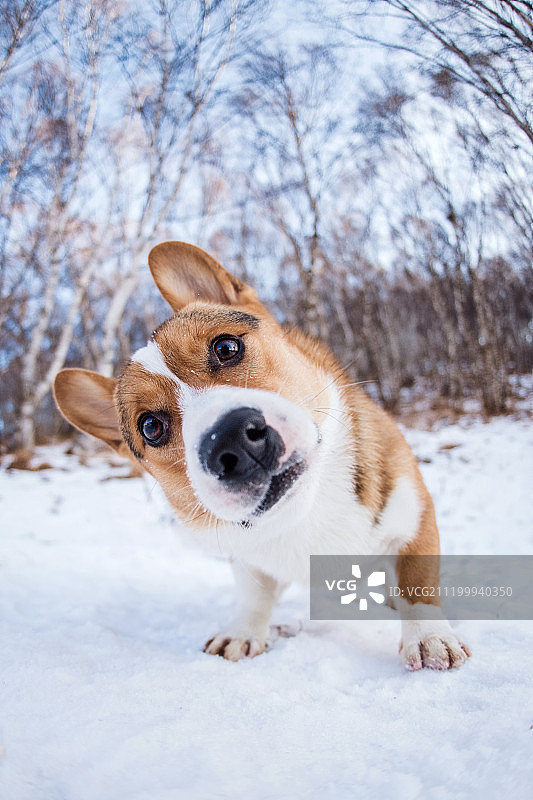 雪地中的柯基犬图片素材