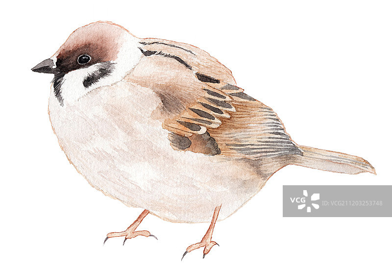 手绘水彩一只站立的小鸟图片素材