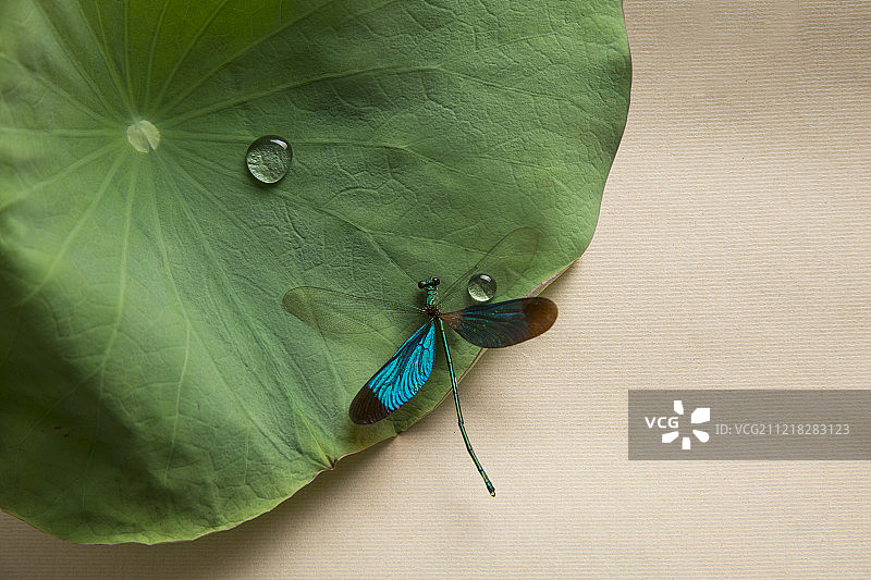 创新中国画荷叶和蜻蜓图片素材