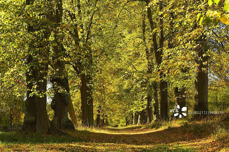 秋天的林登大道，威廉城堡公园，景观公园，北黑塞，靠近卡塞尔，德国，欧洲图片素材