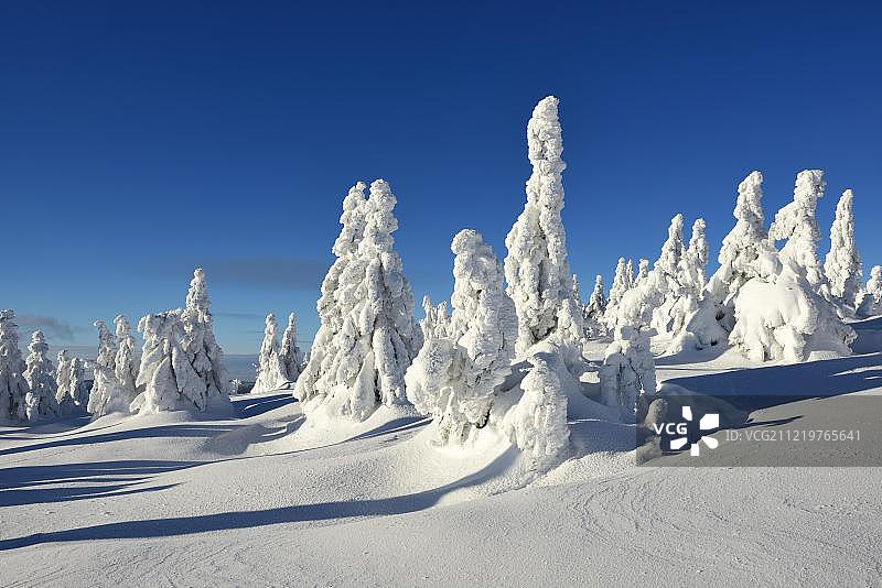 冬天在布罗肯，白雪覆盖的松树，雪弯曲，哈尔茨国家公园，萨克森-安哈尔特，德国，欧洲图片素材