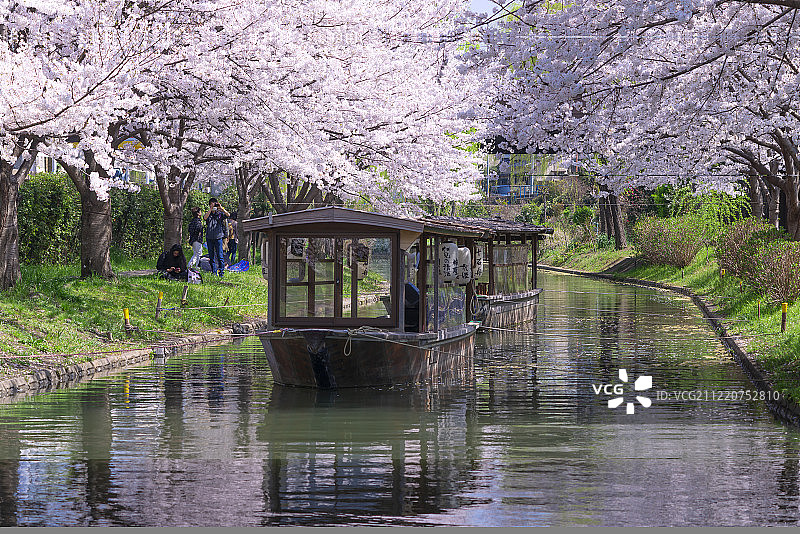 日本京都，阜见，中岛，堀川运河边的樱花游船图片素材