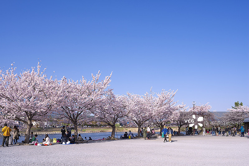 樱花观赏野餐在中之岛公园，岚山，日本京都图片素材