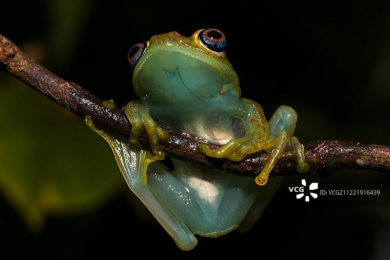 绿色的亮眼青蛙(Boophis viridis)悬挂在树枝上，阿纳马祖特拉特别保护区，Andasibe-Mantadia国家公园，马达加斯加东部，非洲图片素材