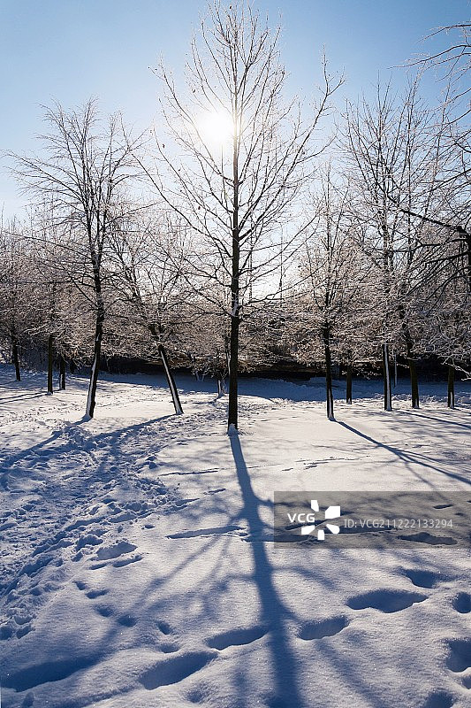 在美丽浪漫的雪景中，阳光穿过树枝，树影在地上，图片素材