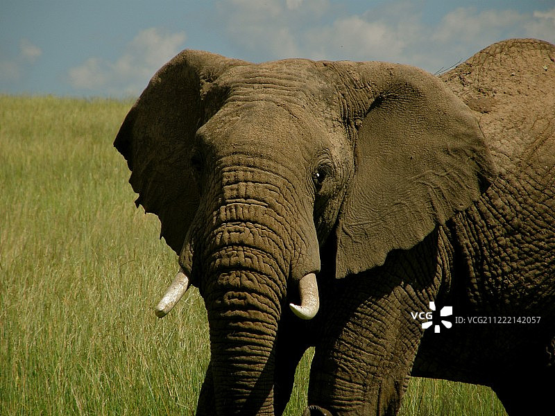 沉思的大象肯尼亚-马赛马拉图片素材