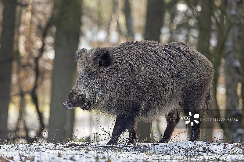 雪中的野猪(Sus scrofa)，长牙，俘虏，石勒苏益格荷尔斯泰因，德国，欧洲图片素材