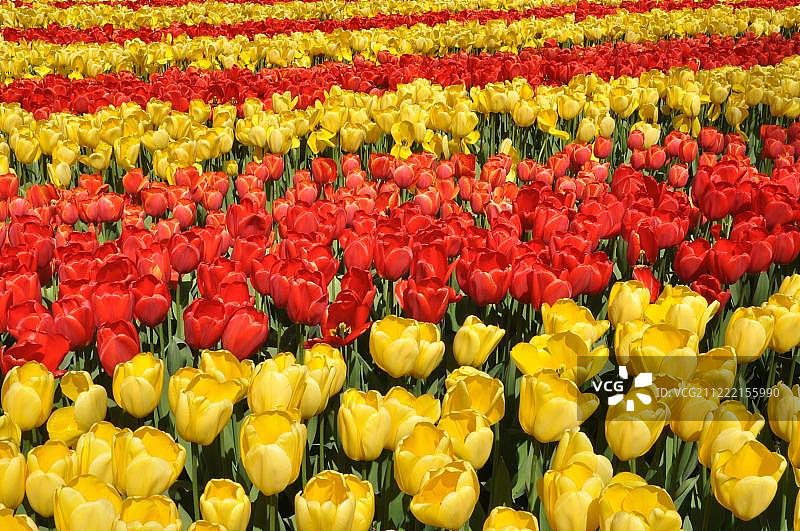 红色和黄色的郁金香(Tulipa sp.)，库肯霍夫，利瑟，荷兰的花坛图片素材