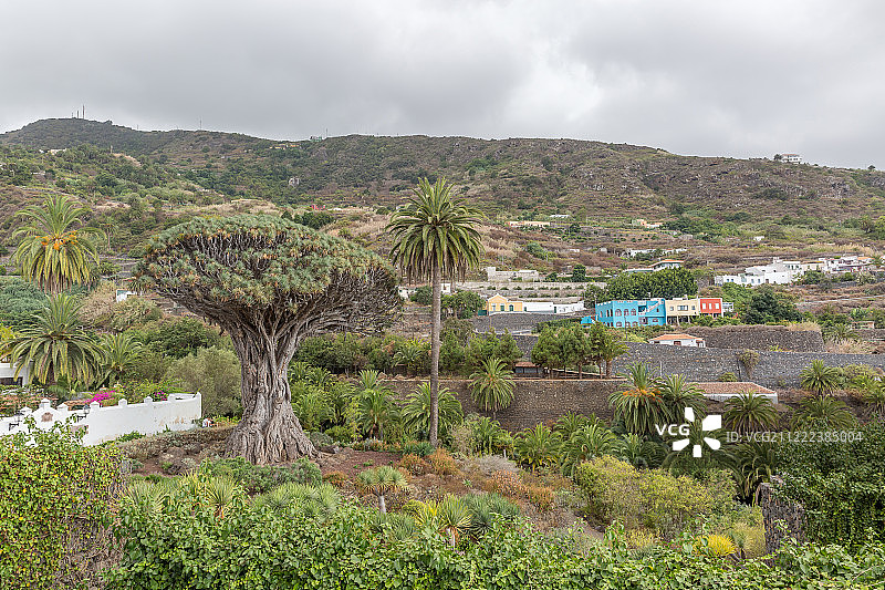 著名的德拉哥树-伊考德，特内里费，加那利群岛图片素材
