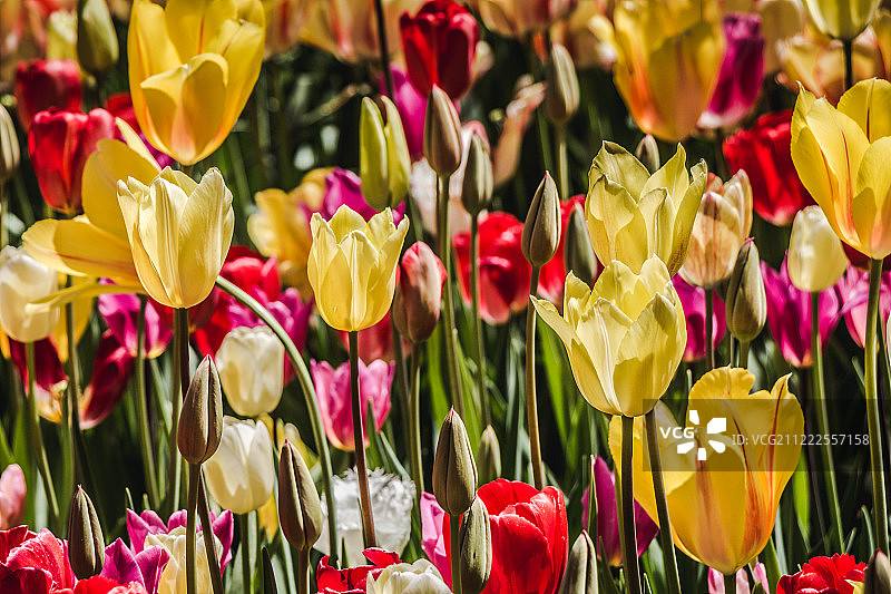 盛开的彩色郁金香花作为花卉背景图片素材