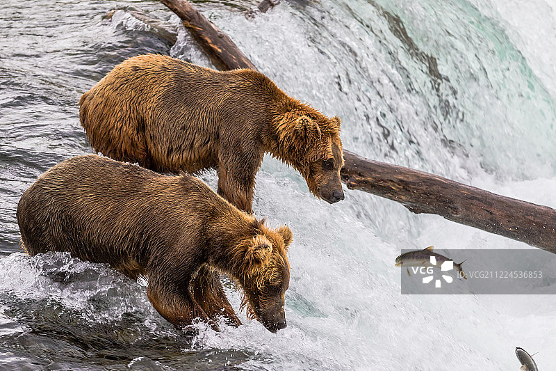 熊在小溪中捕鱼图片素材
