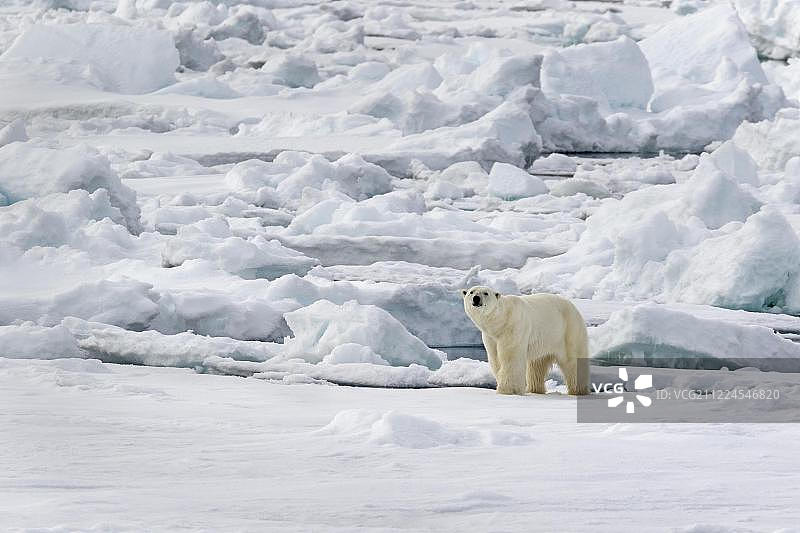 行走在浮冰上的北极熊，斯匹次卑尔根岛，挪威，欧洲图片素材