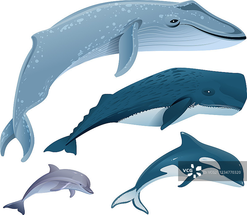 海洋哺乳动物蓝鲸，抹香鲸图片素材