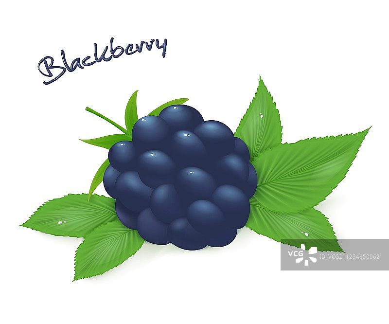 现实的孤立成熟的黑莓与叶图片素材