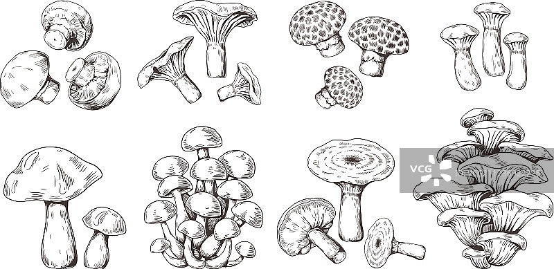 手绘蘑菇陈年素描香菇图片素材