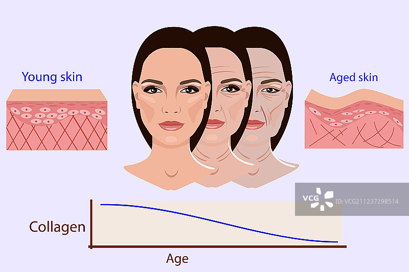面部皮肤分两种——老年型和年轻型图片素材