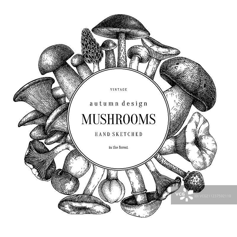 食蘑菇圈森林植物背景图片素材