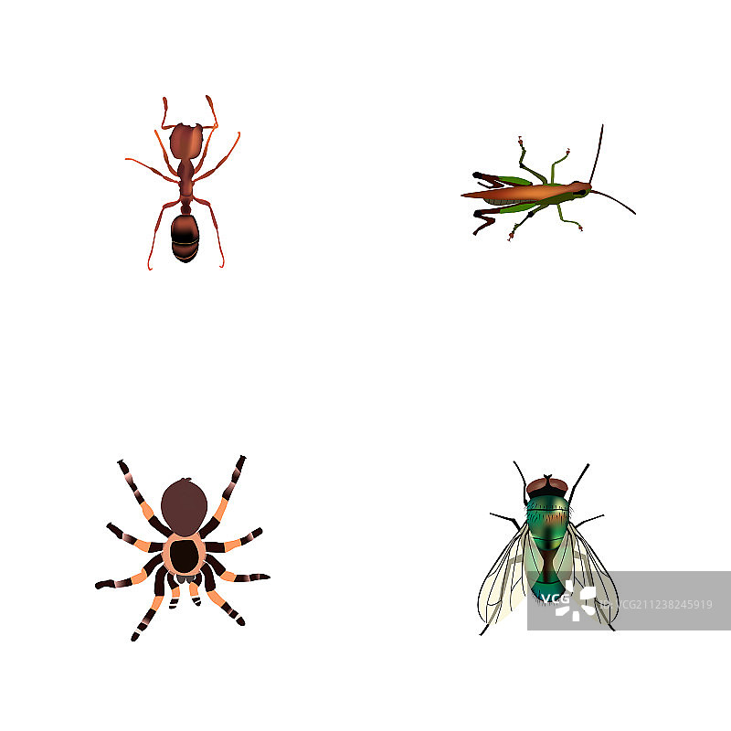 一套昆虫的现实符号与黄蜂蚂蚁图片素材