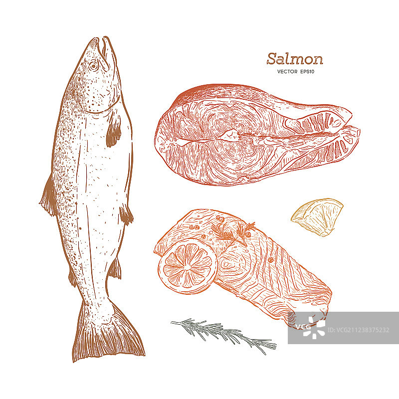 水墨画的鲑鱼手绘图片素材