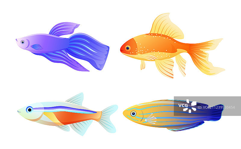 海鱼种类颜色图片素材