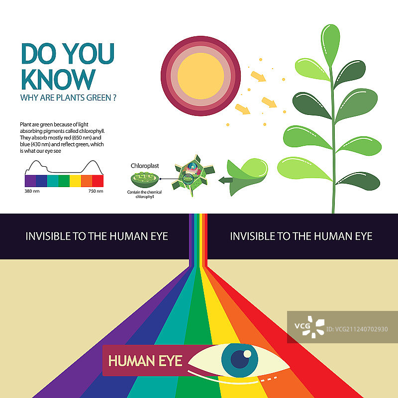 你怎么知道植物为什么是绿色的图片素材