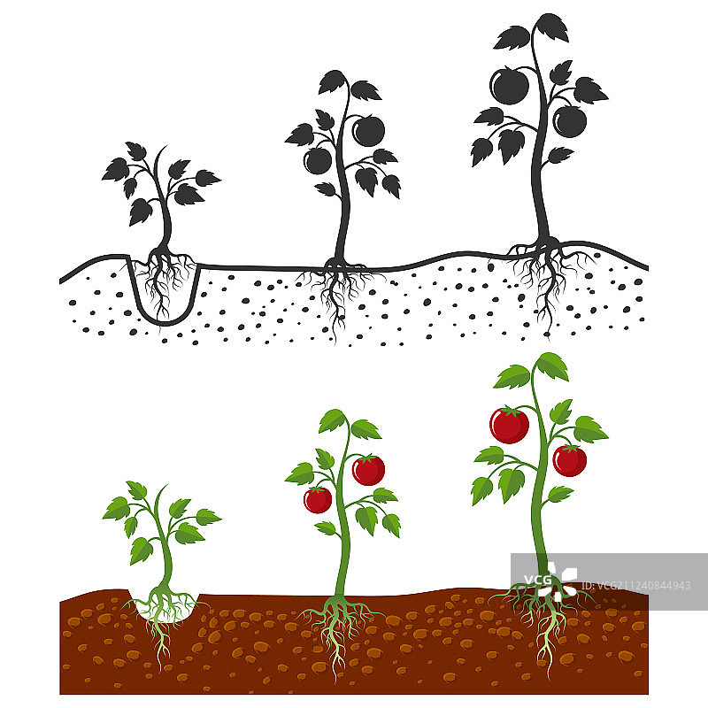 有根生长阶段的番茄植株