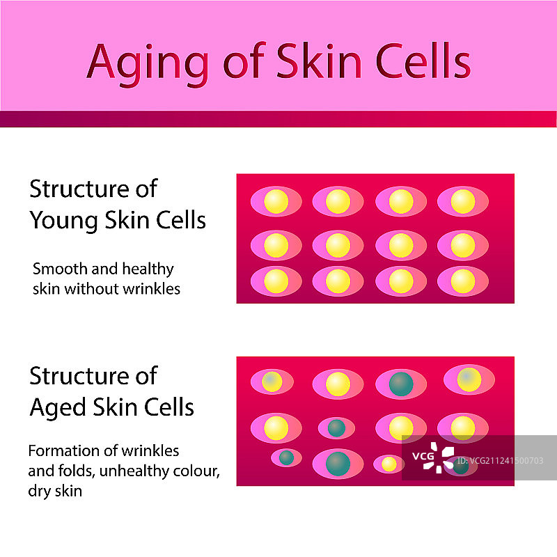 皮肤细胞分为年轻和衰老两种图片素材