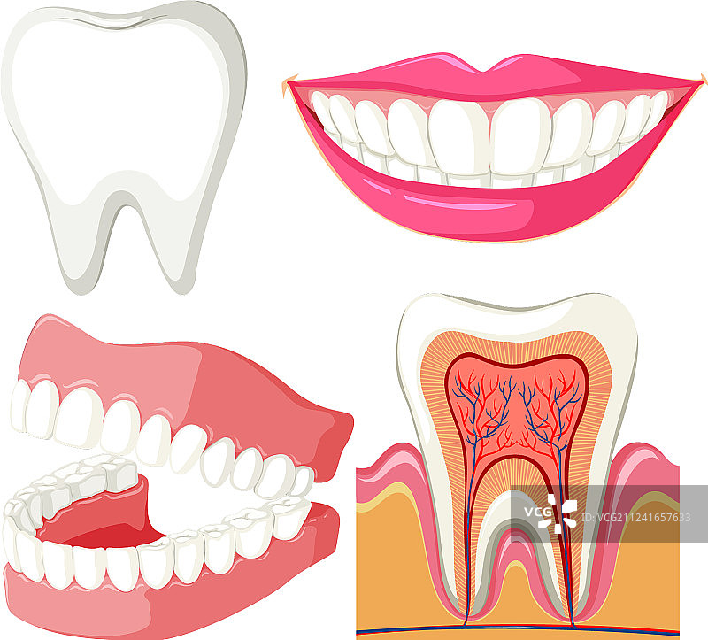 显示口腔和牙齿的图表图片素材
