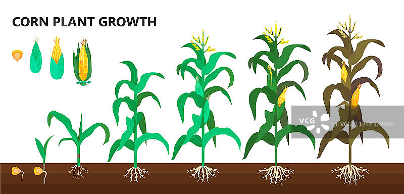 玉米种植种植农场和农业步骤图片素材