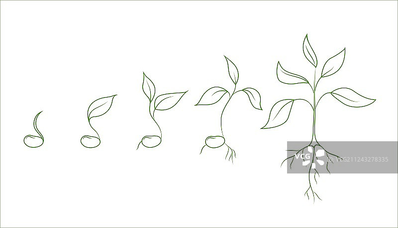 芸豆植物生长阶段图片素材