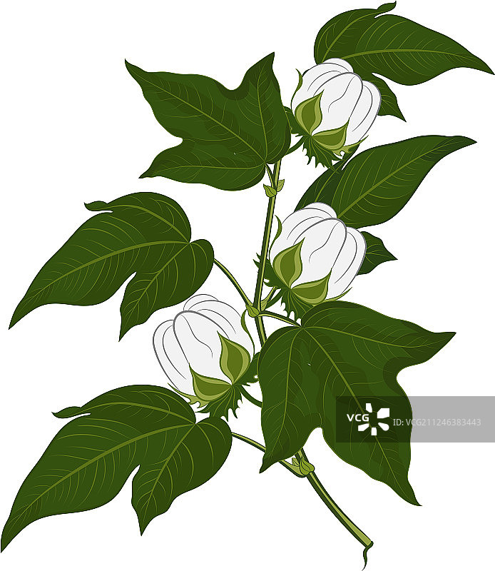 在白色背景上孤立的棉花植物花图片素材