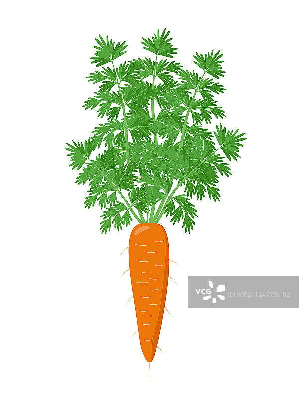 成熟的胡萝卜植株，开放着绿色的叶子图片素材