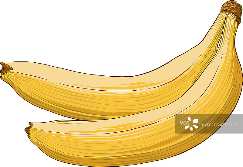 手绘素描香蕉在颜色孤立上图片素材