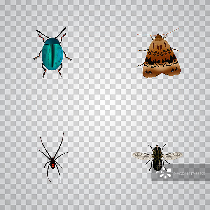 一组虫的现实符号与蜘蛛飞图片素材