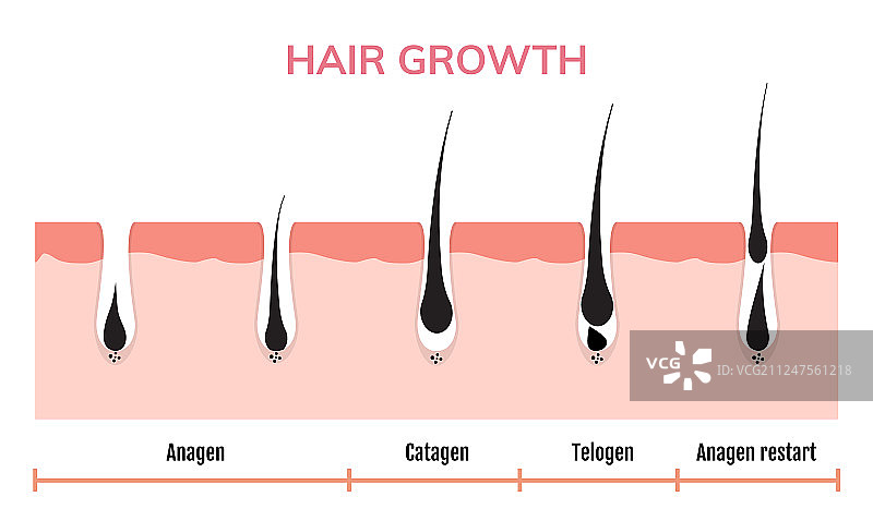 毛发生长周期、皮肤毛囊解剖、生长期图片素材