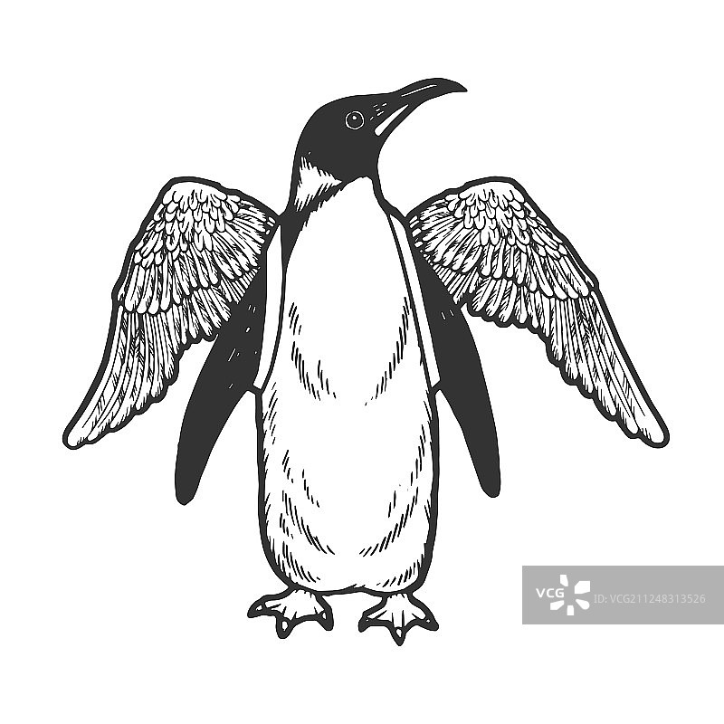 企鹅鸟的假翅膀素描图片素材