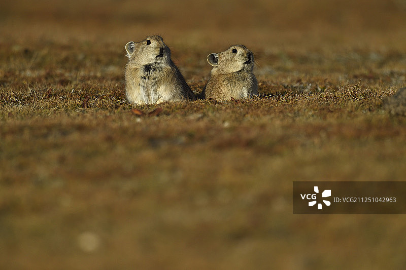 高原鼠兔(Ochotona curzoniae)，或黑唇鼠兔，青藏高原，中国，青海图片素材