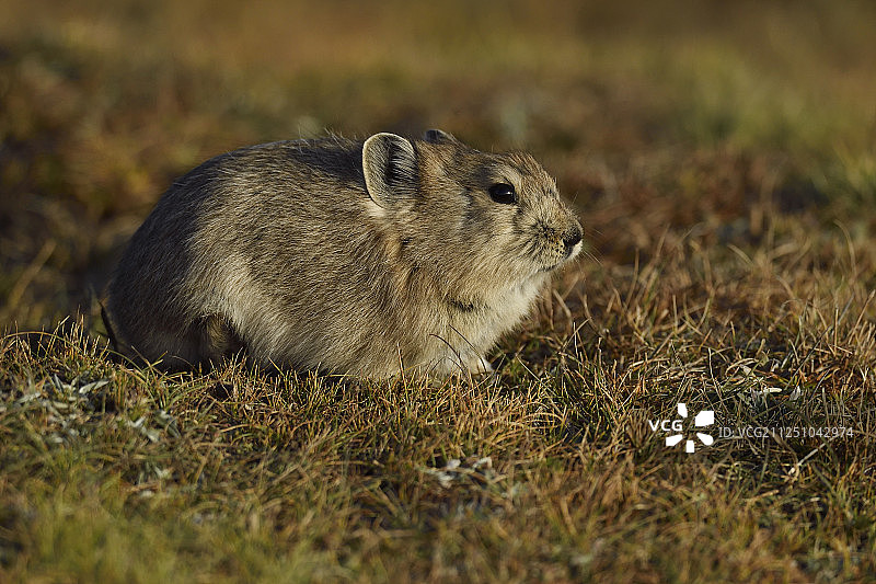 高原鼠兔(Ochotona curzoniae)，或黑唇鼠兔，青藏高原，中国，青海图片素材