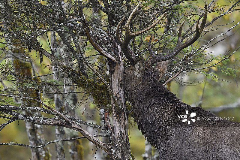 马鹿，麋鹿，腊八河国家级自然保护区，四川，中国图片素材