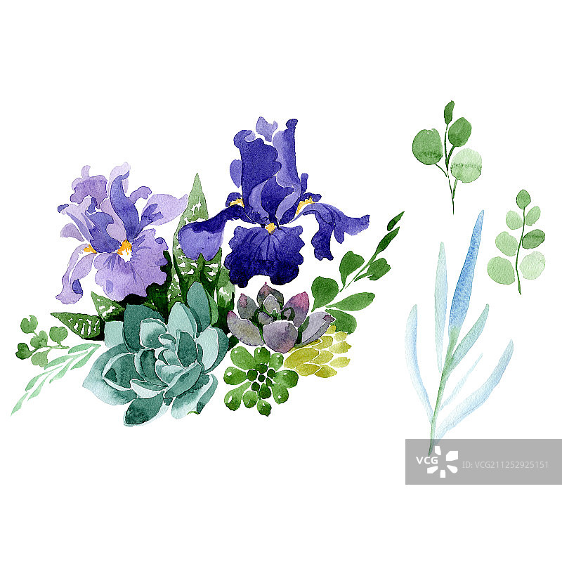 紫色鸢尾，植物的花。水彩背景插图集。孤立的花束插图元素。图片素材