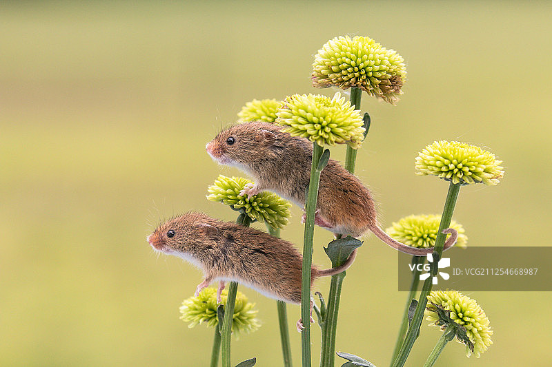 英国多塞特，两只收获鼠栖息在花上的侧视图图片素材