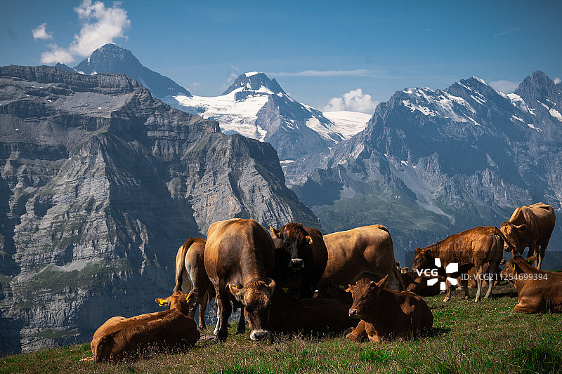 在瑞士阿尔卑斯山吉斯维尔的山区牧场上，奶牛在自由地吃草图片素材