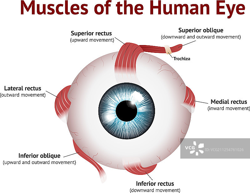 眼睛肌肉人类眼部肌肉解剖蓝眼图片素材