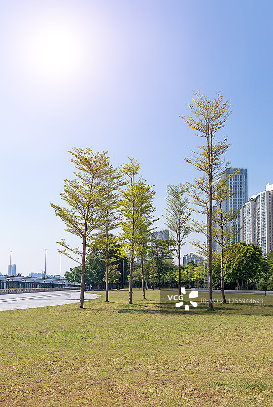 广州城市风光市中心绿化树公园一角图片素材